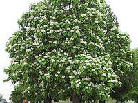 8 Fast Growing Trees Zone 5 ideas | fast growing trees, growing tree, tree