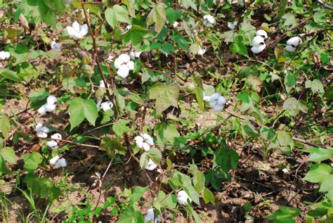 Cotton farming in India stock photo. Image of indian - 209650164