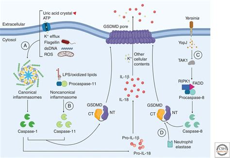 Mechanism and Regulation of Gasdermin-Mediated Cell Death