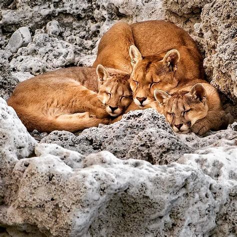 beautiful Puma 😍 curled up her cubs. . 📷 Amazing photo by ...