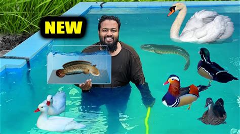 নতুন AQUARIUM এনেছি SNAKEHEADS Fish এর জন্য - YouTube