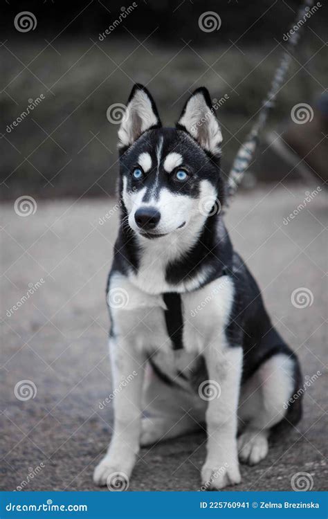 Beautiful Siberian Husky Dog with Blue Eyes Stock Image - Image of alone, outdoor: 225760941