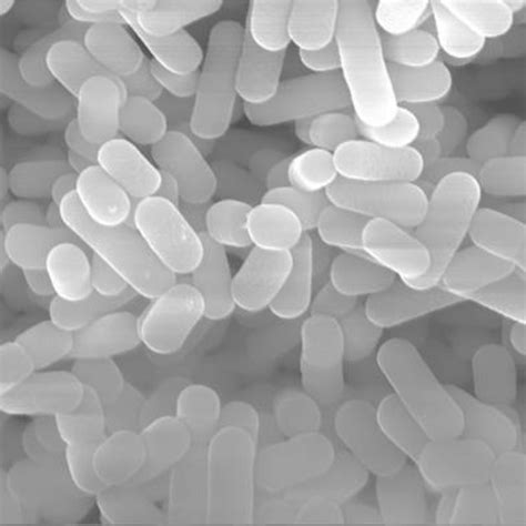 (PDF) Antimicrobial Substance of Lactobacillus johnsonii PF01