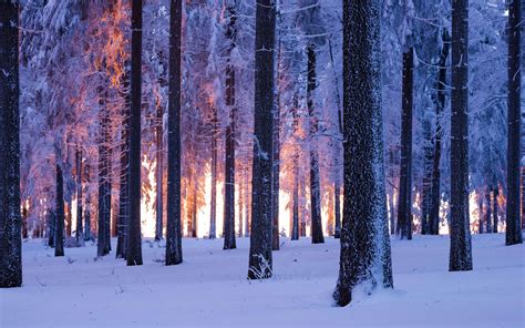 Forest Wallpaper 4K, Winter, Snowy, Norway spruce