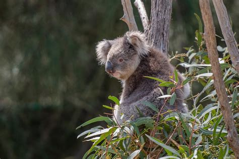 Australia must reform environmental laws to address 'overall state of decline': report - JURIST ...