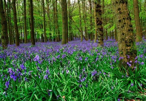 Ashridge Bluebells by peterthowe | ePHOTOzine