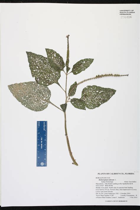 Heliotropium indicum - Species Page - ISB: Atlas of Florida Plants