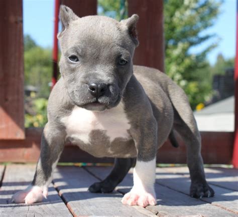 Blue Pocket Pitbull... this will be the next kind of pittie I want... they are short and they ...