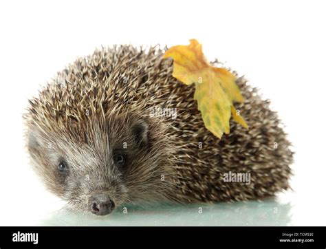 Hedgehog with autumn leaf, isolated on white Stock Photo - Alamy