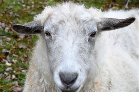 35 Sheep Breeds with Horns (A to Z List with Pictures) – Fauna Facts