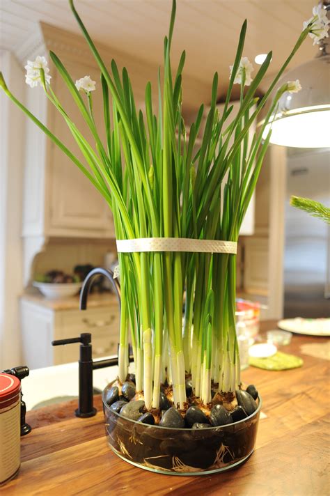 paperwhites Paperwhites, Garden Inspiration, Bulbs, Indoor, Decorating, Flowers, Plants ...