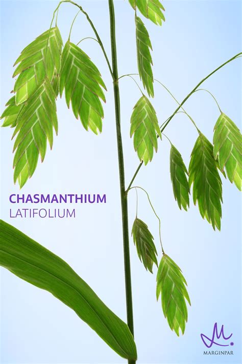 Chasmanthium Latifolium is a popular type of grass that gives bouquets a playful twist. Types Of ...