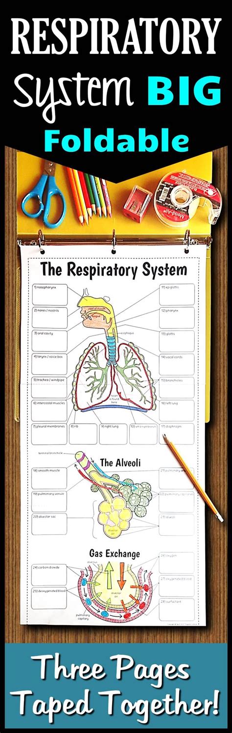 Respiratory System Foldable - Big Foldable for Interactive Notebooks or Binders | Respiratory ...