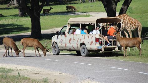 The Best Drive Thru Safaris in Texas