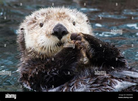 Sea Otter (closeup) with it's paws out of the water to keep them warmer.(Enhydra lutris Stock ...