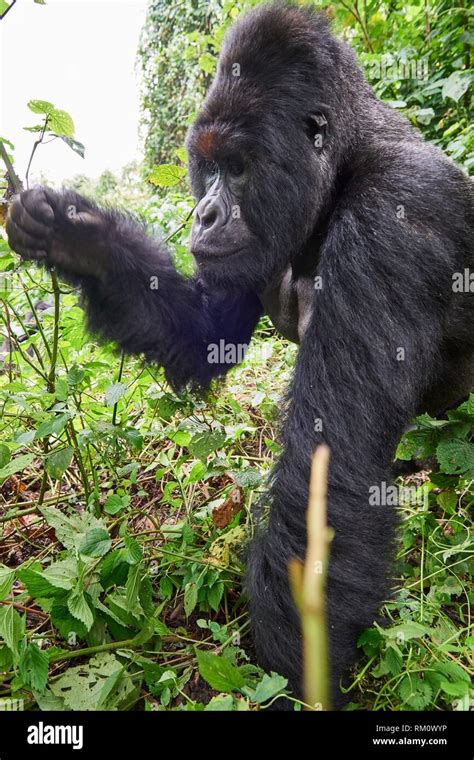 Close view of Silverback Mountain gorilla (Gorilla beringei beringei ...