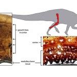 Tenontosaurus | Natural History Magazine