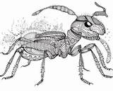 20  Ant Hill Coloring Page AunceAynslie sketch template
