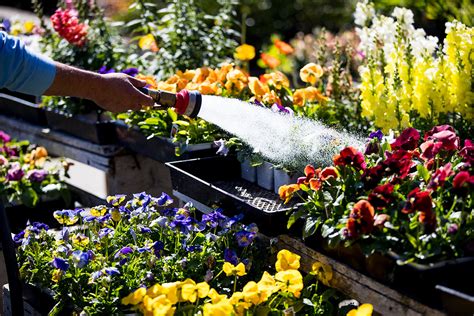 Annuals, Perennials & Ground Covers - Alladin Nursery