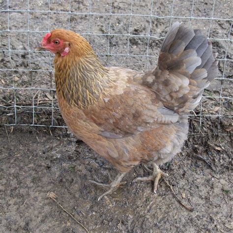 Pam's Backyard Chickens: Breed Profile - Ameraucana