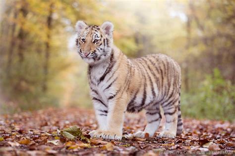 NATURE ANIMALE photo animaux et nature par le photographe animalier Jean-Pierre Collin. Photo d ...