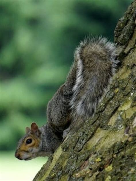 Animals In Louisiana - Animals Around The Globe