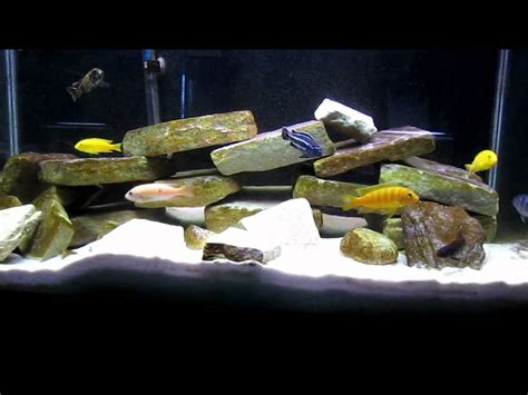 Species Info: Mbuna Cichlids - YouTube