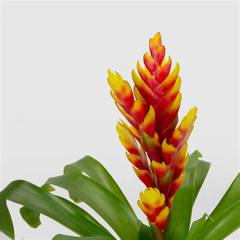 Bromeliad | Natures Colours Plants & Gifts