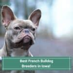 9 Best French Bulldog Breeders in Indiana! (2024)