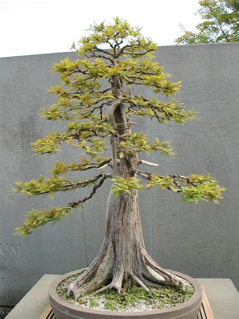 Mööblit koju: Swamp cypress bonsai