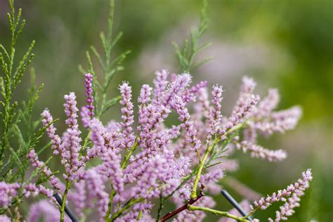 Wetland Plants: How to Use Them in Your Landscape ~ Bless My Weeds