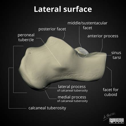 Yang bersendi dengan talus ke distal a. Os cuneiforme b. Os calcaneus c. Os crur...