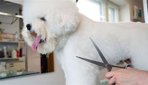 Professional Dog Grooming in Liberty Hill, TX - The Dog Ranch at Liberty Hill