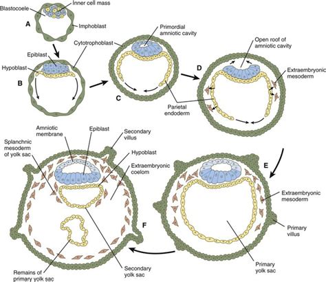 Formation of Germ Layers and Early Derivatives | Basicmedical Key