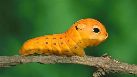 Spicebush Swallowtail Caterpillar - so cute Nature Animals, Animals And ...