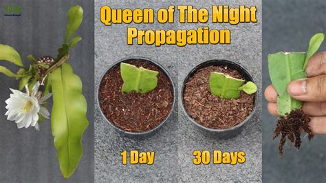 Queen of the night or epiphyllum oxypetalum propagation from cuttings in 2022 | Propagation ...