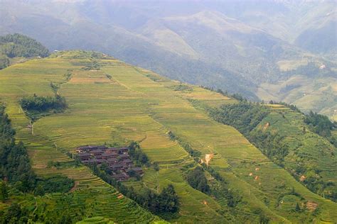 Online crop | HD wallpaper: rice, plantation, rice plantations, rice ...