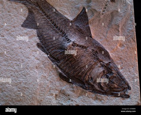 Freshwater fossilized herring-like fish Knightia eocaena state fossil State Wyoming 55-million ...