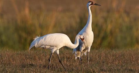 Whooping Crane Identification, All About Birds, Cornell Lab of Ornithology