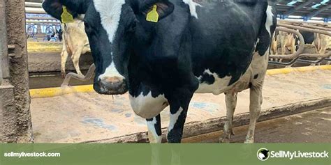 70 Holstein In-Calf Breeding, Dairy Cows | SellMyLivestock - The Online Livestock Marketplace