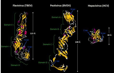 Crystal structures of the major envelope protein in the Flaviviridae ...