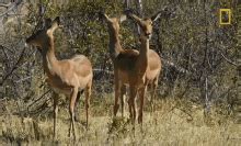 Scared Impalas National Geographic GIF - Scared Impalas National Geographic Savage Kingdom ...