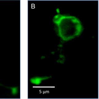 Figure S2 Different stages of photoreceptor development and their... | Download Scientific Diagram