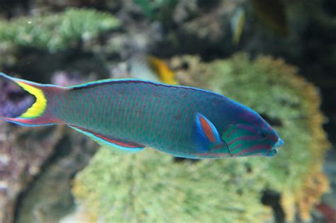 水族館魚図鑑-オトメベラ(Thalassoma lunare) - 動物園&水族館に行こう！！