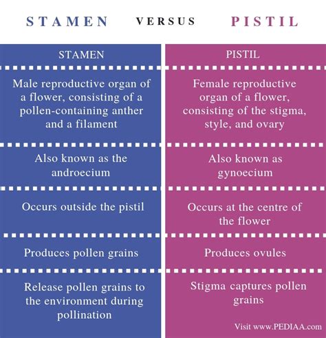 What is the Difference Between Stamen and Pistil - Pediaa.Com