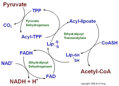 Pyruvate to Acetyl Coa - LillianateBaird