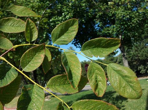 Yellowwood Tree Leaves