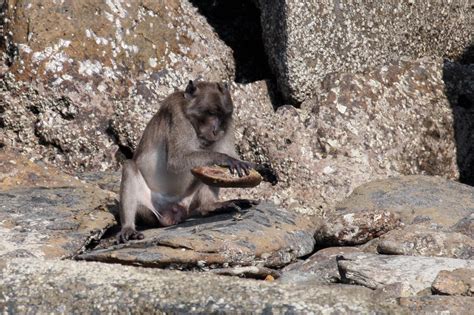 Research shows Burmese long-tailed macaques' ability to use stone tools threatened by human ...