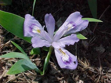 Iris cristata | Kiefer Nursery: Trees, Shrubs, Perennials