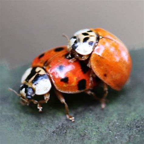 Multi-colored Asian Ladybug Male & Female - Lateral - Harmonia axyridis ...